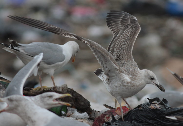 Larus cachinnans