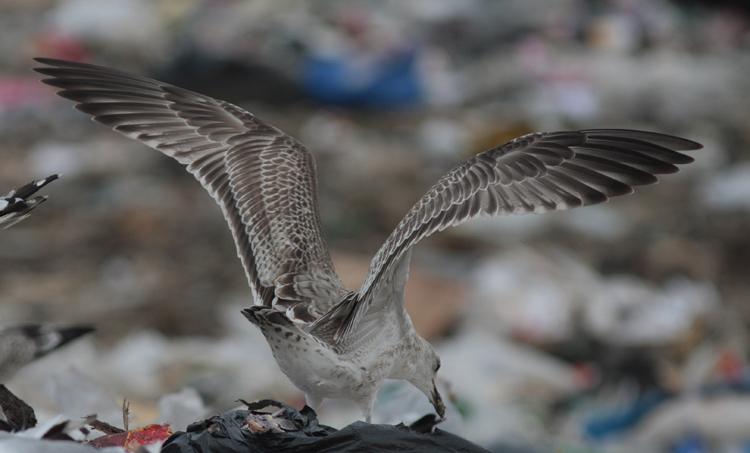 Larus cachinnans