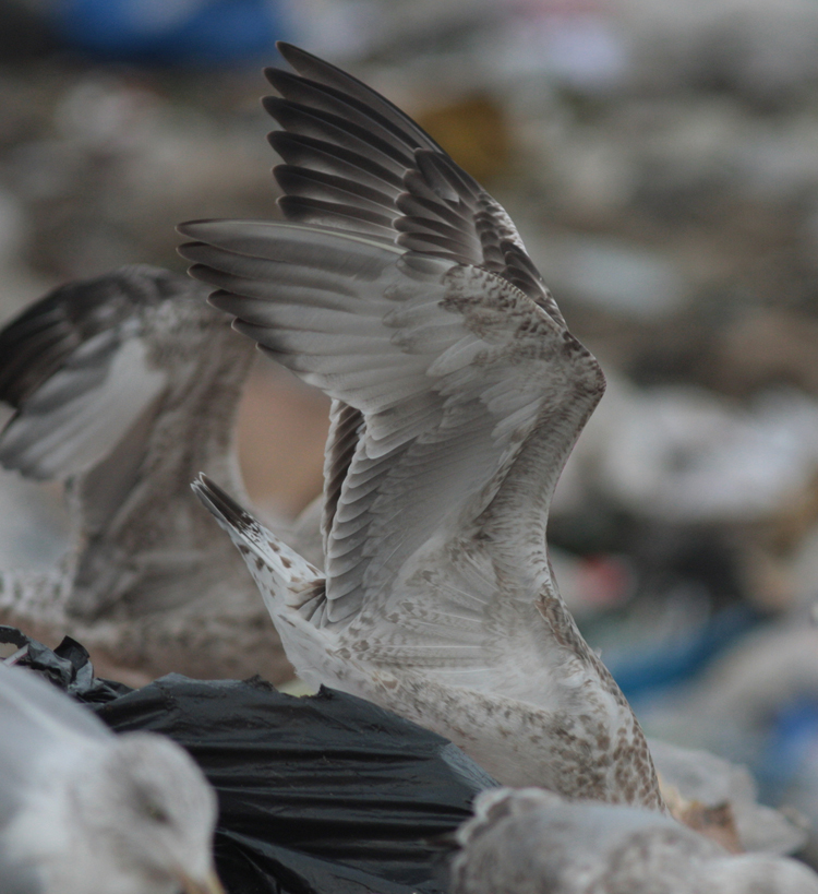 Larus cachinnans