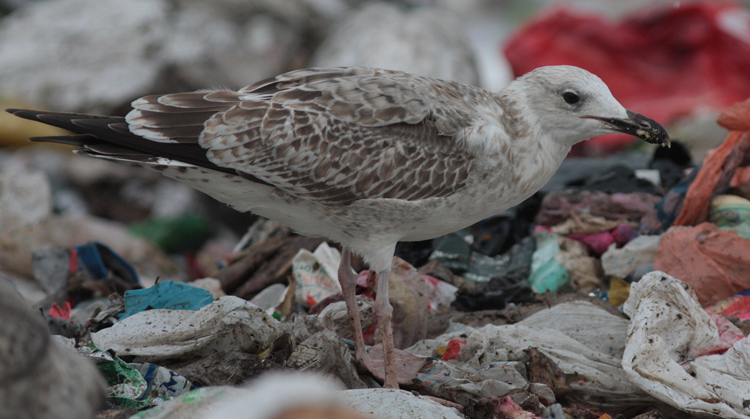 Larus cachinnans