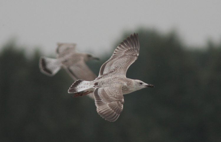 Larus cachinnans