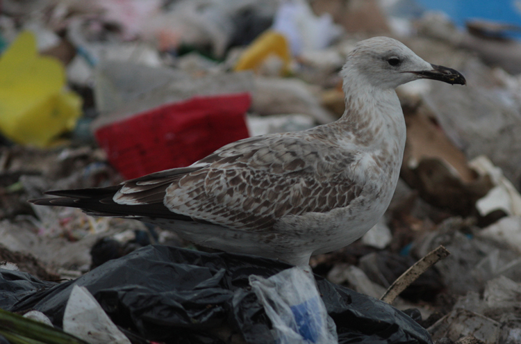 Larus cachinnans