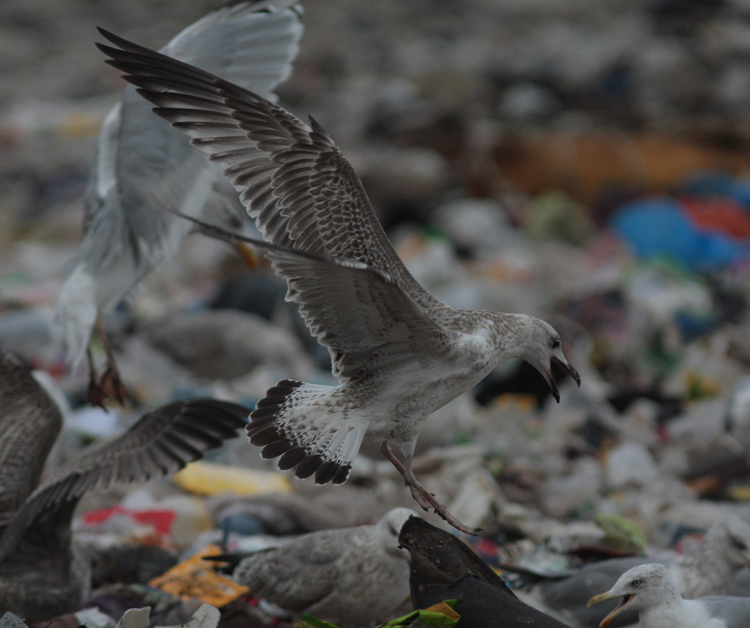 Larus cachinnans