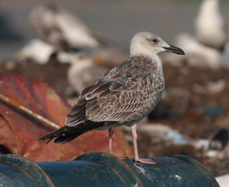 Larus cachinnans