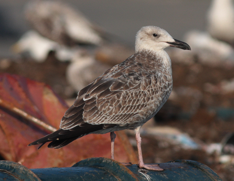 Larus cachinnans