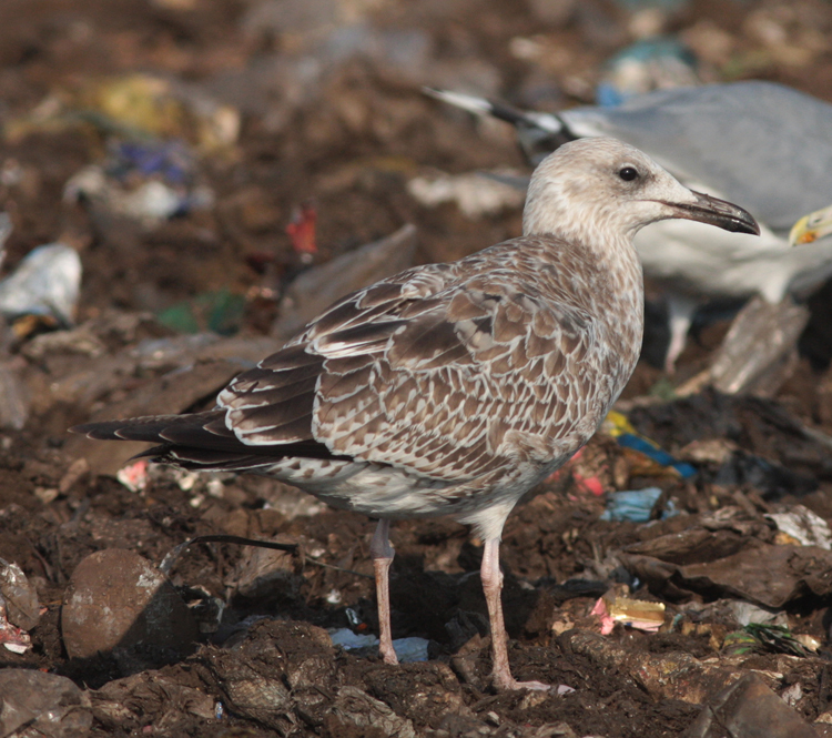 Larus cachinnans