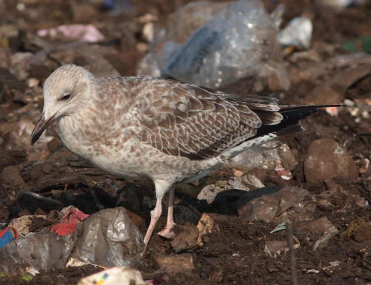 Larus cachinnans
