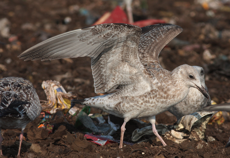 Larus cachinnans