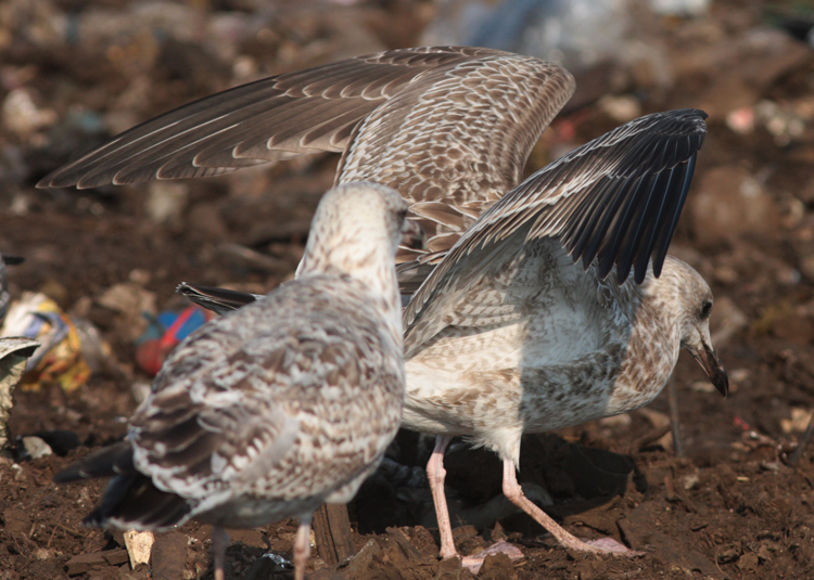 Larus cachinnans