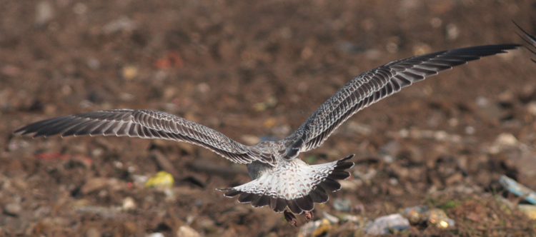 Larus cachinnans