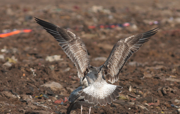 Larus cachinnans