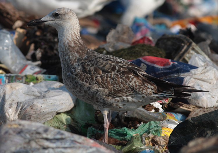 Larus cachinnans