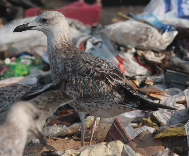 Larus cachinnans