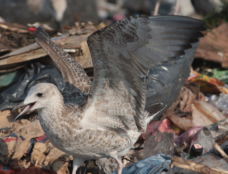 Larus cachinnans