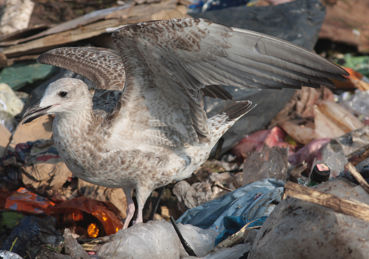 Larus cachinnans