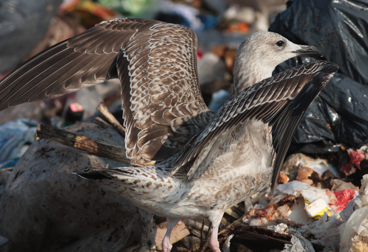 Larus cachinnans