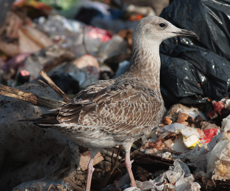 Larus cachinnans