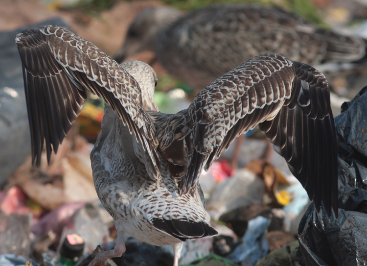 Larus cachinnans