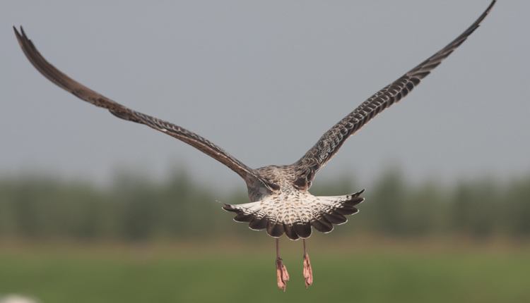 Larus cachinnans