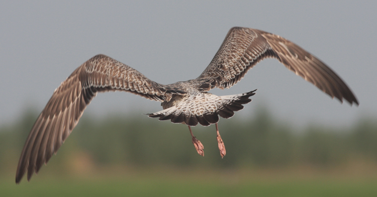 Larus cachinnans