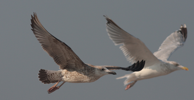 Larus cachinnans