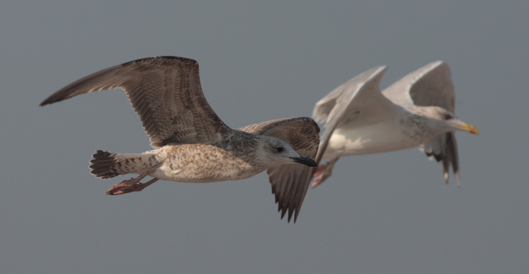 Larus cachinnans