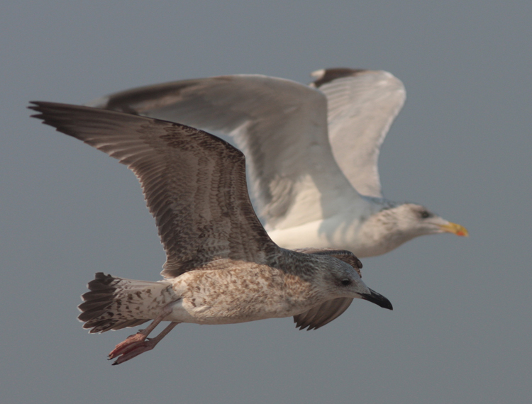 Larus cachinnans