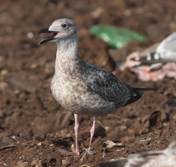 Larus cachinnans