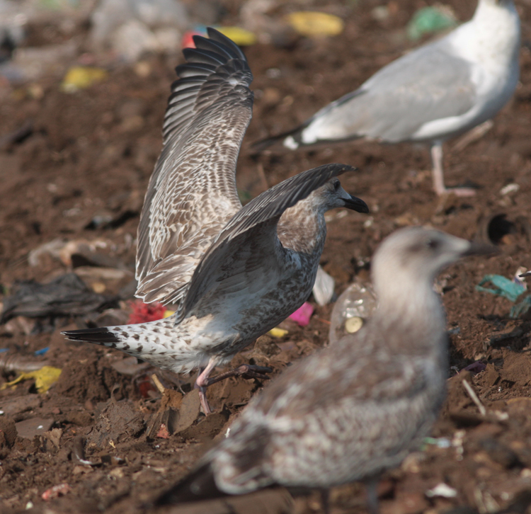Larus cachinnans