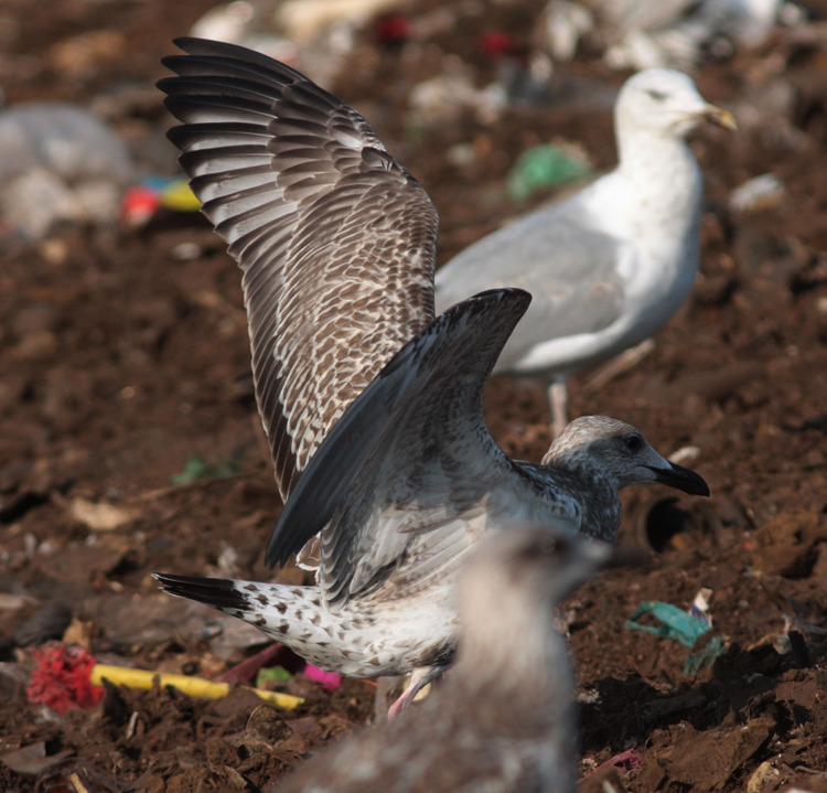 Larus cachinnans