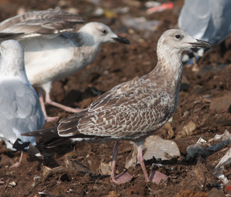 Larus cachinnans