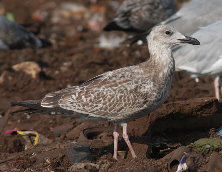 Larus cachinnans