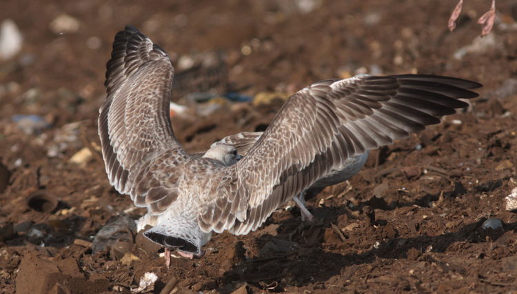 Larus cachinnans