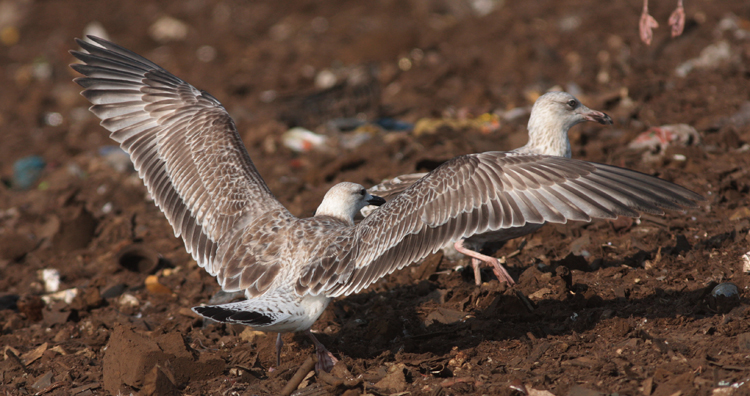 Larus cachinnans