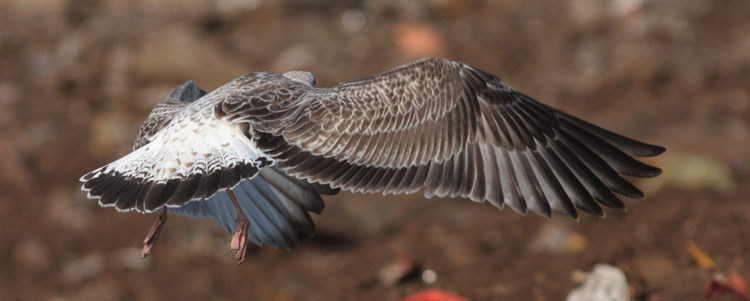 Larus cachinnans