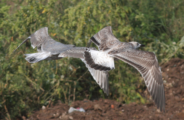 Larus cachinnans