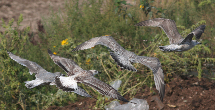 Larus cachinnans