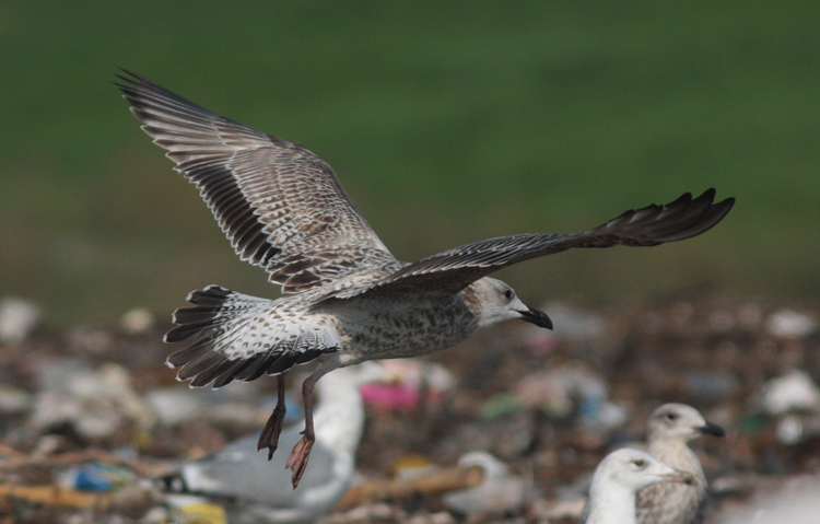 Larus cachinnans