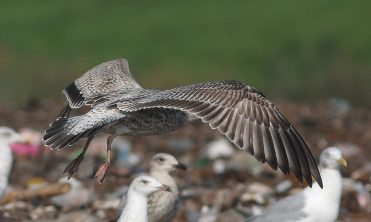 Larus cachinnans