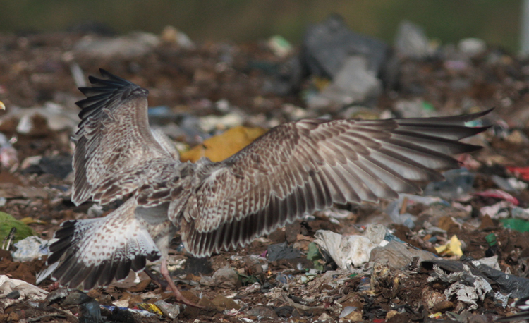 Larus cachinnans