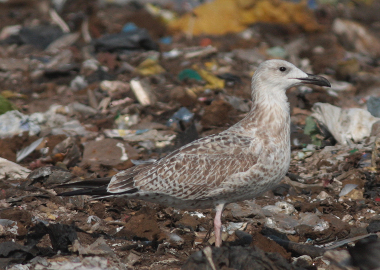 Larus cachinnans