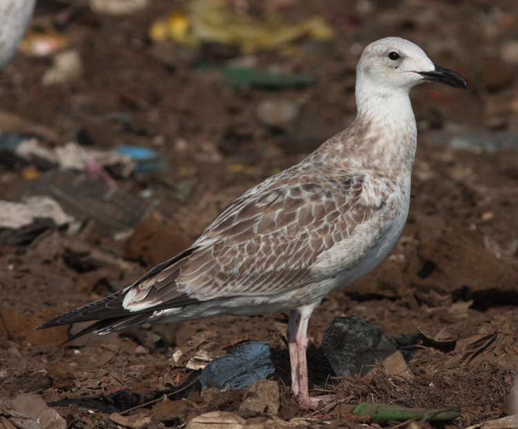 Larus cachinnans
