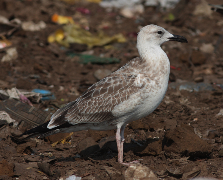 Larus cachinnans
