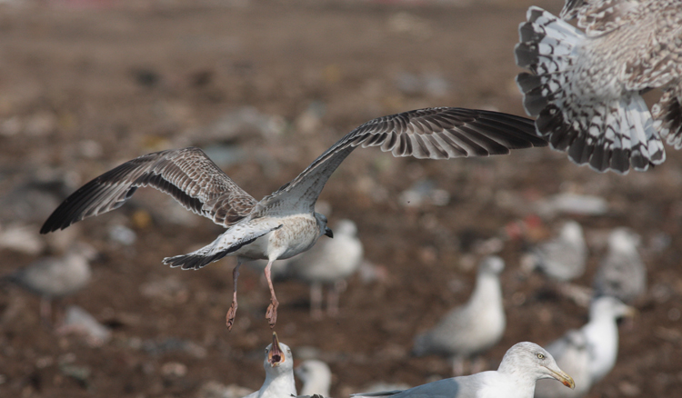 Larus cachinnans