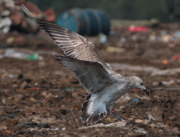 Larus cachinnans