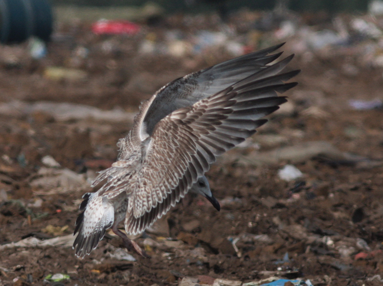 Larus cachinnans