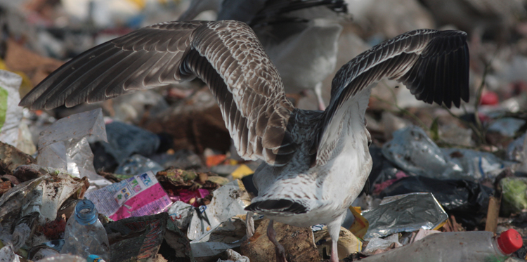 Larus cachinnans