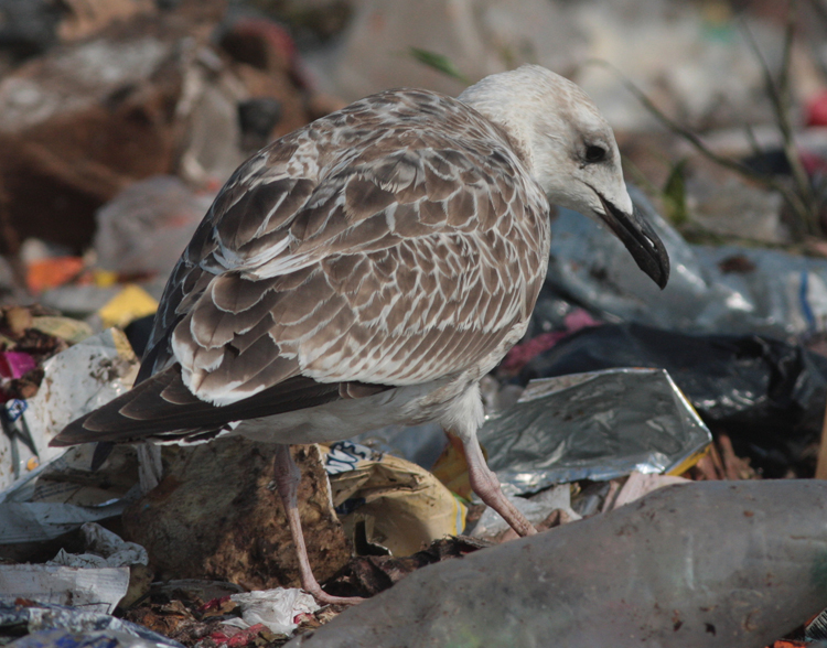 Larus cachinnans