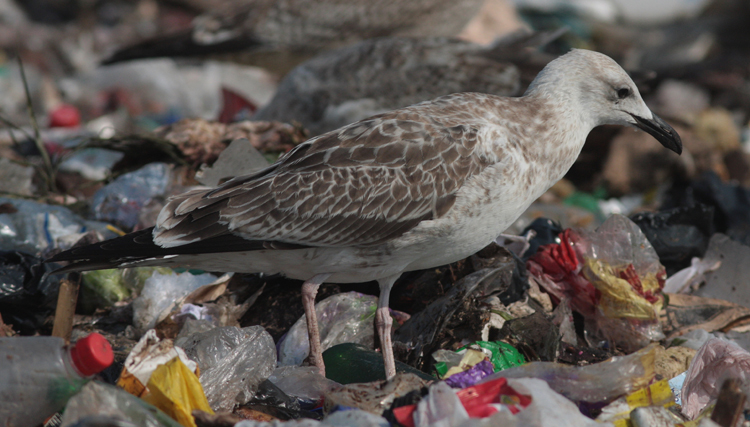 Larus cachinnans