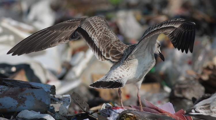 Larus cachinnans